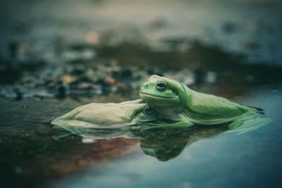 Close-up of turtle swimming in lake