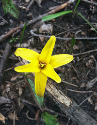 Close-up of yellow flower