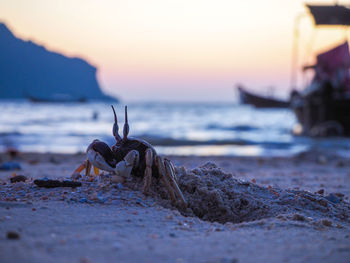 Close-up of ghost crab on beach