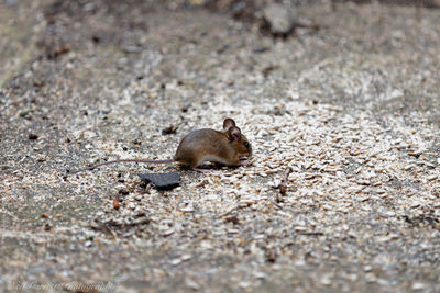 High angle view of insect on ground