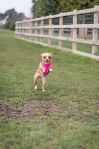 Dog running on grass