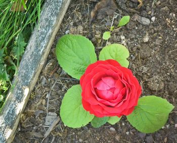 Close-up of red rose