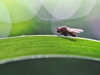 Close-up of butterfly on leaf