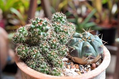 Close-up of cactus growing in potted plant