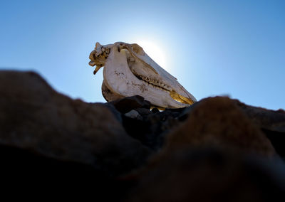 Close-up of lizard against sky