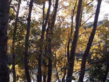 Low angle view of trees in forest