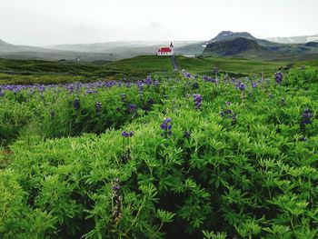 Scenic view of flowering plants on field against sky