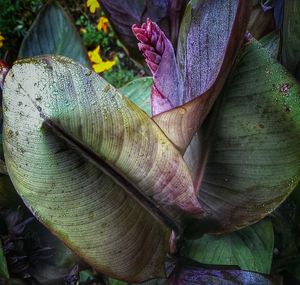 Close-up of leaf