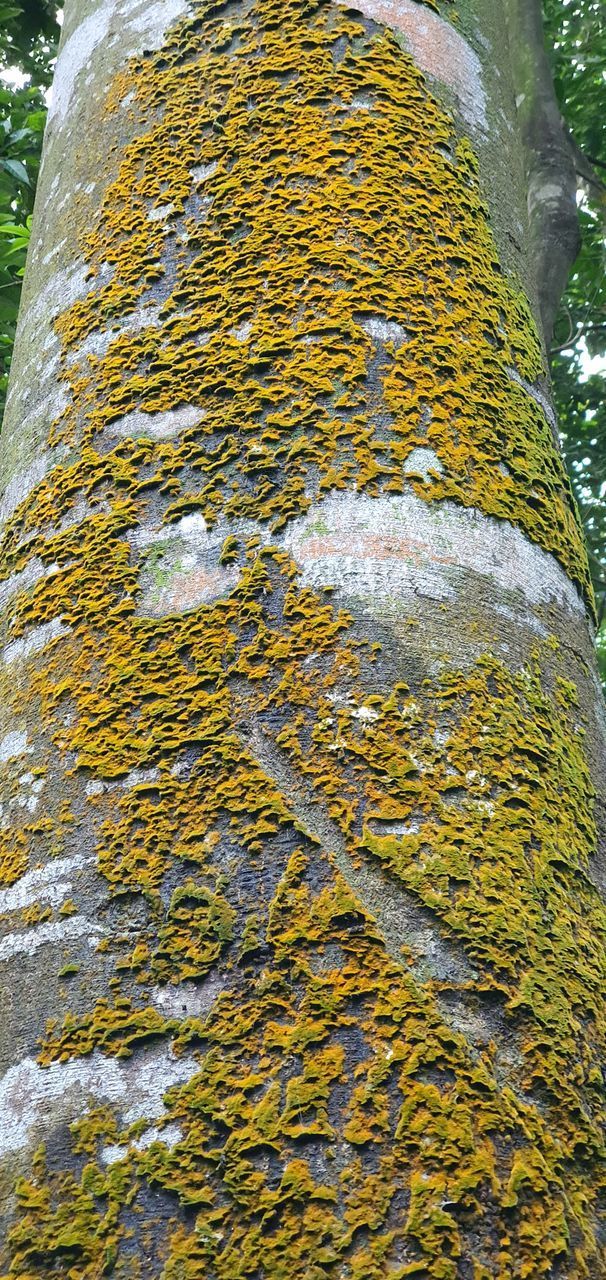 LOW ANGLE VIEW OF LICHEN ON TREE