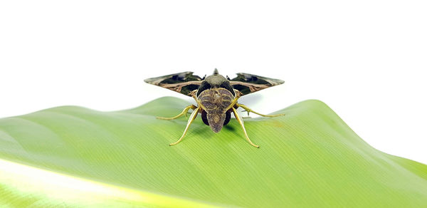 Close-up of insect on leaf