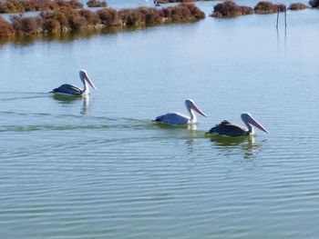 Ducks swimming on lake