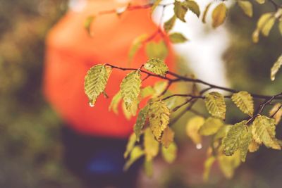 Close-up of red leaves on plant