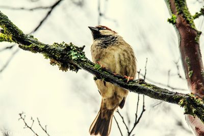 Low angle view of bird perching on tree against sky