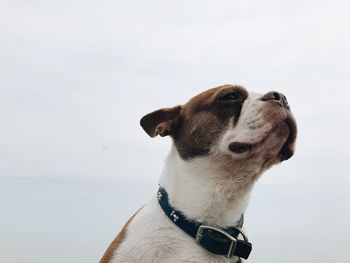 Close-up of dog against sky