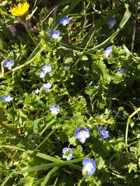 Low angle view of flowers growing on tree