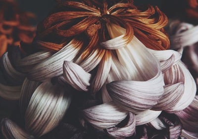 Close-up of various flowers