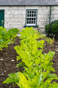 Close-up of plant growing outdoors