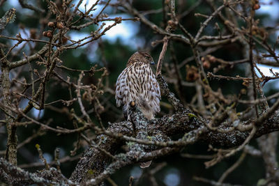 Coopers hawk perching on branch