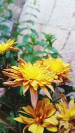 Close-up of yellow flowers blooming outdoors