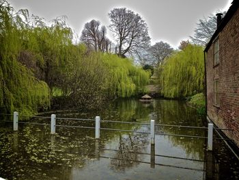 Reflection of trees in lake