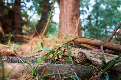 Close-up of mushroom growing on tree trunk in forest