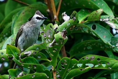 Close-up of bird perching on plant