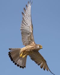 Low angle view of eagle flying against clear blue sky