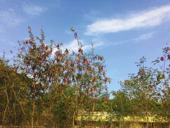 Low angle view of trees against sky