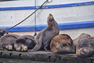 Sea lions on marina