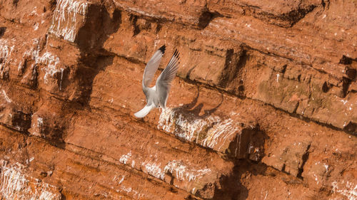 Low angle view of bird flying