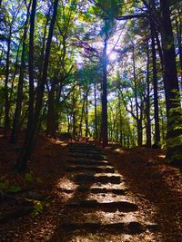 Footpath amidst trees in forest