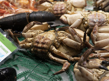 Close-up of crab for sale in market