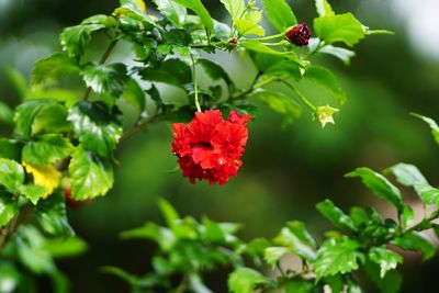 Close-up of red flowering plant