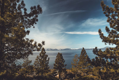 Landscape shot of lake tahoe through pine trees against dramatic sky