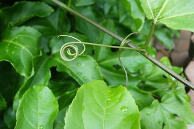 Close-up of green leaf on plant