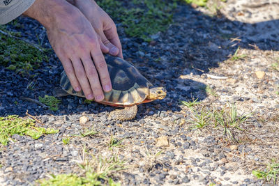 Man holding small turtle rescued when crossing the road, cape of good hope natural resnaerve.