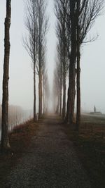 Road passing through trees