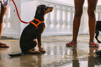 Low section of pet owners with dogs standing on walkway