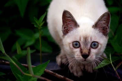 Close-up portrait of kitten