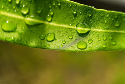 Close-up of raindrops on green leaves during rainy season