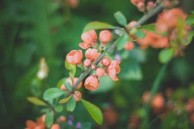 Close-up of berries growing on tree