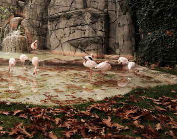 Ducks in a lake