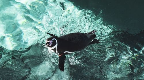 High angle view of dog swimming in sea