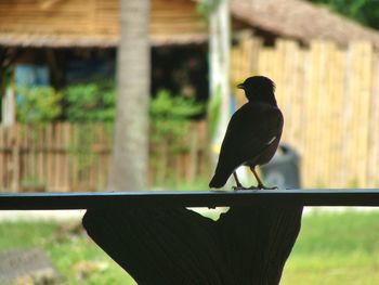 Close-up of bird perching on wood