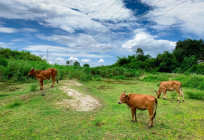 Herd of cow grazing green grass in meadow. brown cow in pasture. beef cow cattle farming. livestock. 