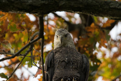 A two-year old bald eagle has been visiting green-wood cemetery, brooklyn, ny