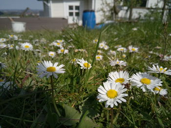 Close-up of white crocus flowers blooming outdoors
