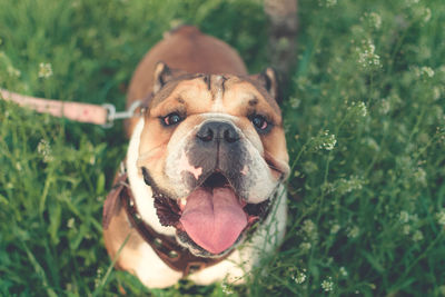 Dog training. happy bulldog runs in the meadow. funny smiling english bulldog