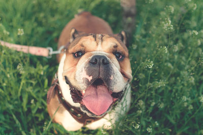 Close-up portrait of dog