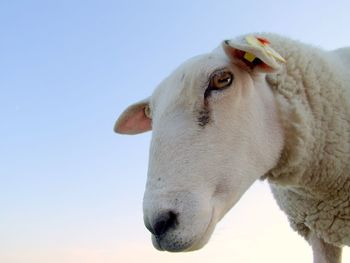 Close-up of a sheep